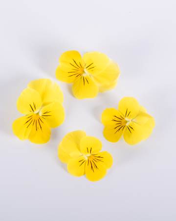 Viola-Lemon-Meringue-Isolated